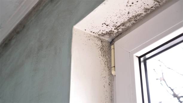 Certified Mold Removal in Pleasant Run Farm, OH